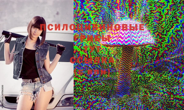 сатива Абаза